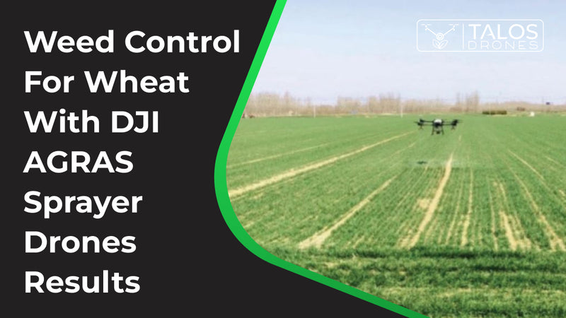 Weed Control For Wheat With DJI AGRAS Sprayer Drones Results
